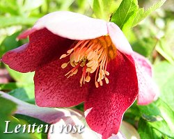 Lenten rose