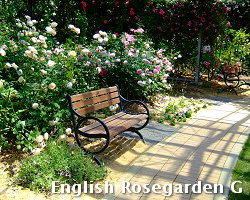 ENGLISH ROSE GARDEN@G.