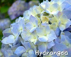 hydrangea