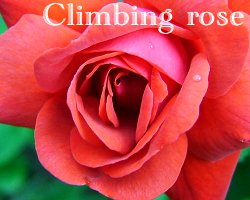 climbing rose