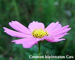 Cosmos bipinnatus Cav.