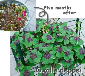 Oxalis deppei