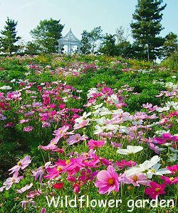 Wildflower garden