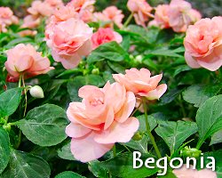 Begonia